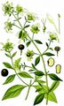 Berry Catchfly - Silene baccifera (L.) Roth