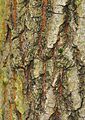 Quercus petraea (Trauben-Eiche) - Borke
