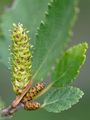 Lesser Birch - Betula humilis Schrank