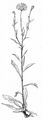 Weidenblättriges Ochsenauge - Buphthalmum salicifolium L.