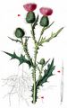 Spear Thistle - Cirsium vulgare (Savi) Ten.