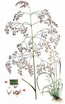 Rasen-Schmiele - Deschampsia cespitosa (L.) P. Beauv. 