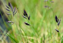 Dunkelvioletter Schwingel - Festuca melanopsis Foggi & al. 