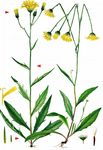 Steinbrech-Habichtskraut - Hieracium saxifragum Fr. 