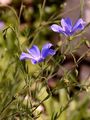 Alpine Flax - Linum alpinum Jacq.