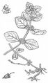 Corn Mint - Mentha arvensis L.