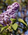 Lilac - Syringa vulgaris L.