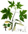 Silver Maple - Acer saccharinum L.