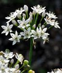 Knoblauch-Schnittlauch - Allium tuberosum Rottler ex Spreng. 