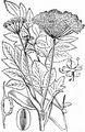 Wild Angelica - Angelica sylvestris L.