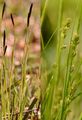 Wimper-Segge - Carex pilosa Scop.