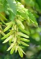 Hornbeam - Carpinus betulus L.