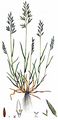 Fern-Grass - Catapodium rigidum (L.) C. E. Hubb.