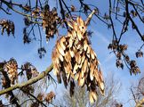 Gewöhnliche Esche - Fraxinus excelsior L.