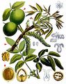 Walnut - Juglans regia L.