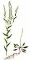 Field Pepperwort - Lepidium campestre (L.) W. T. Aiton