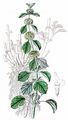 White Horehound - Marrubium vulgare L.