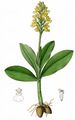 Blasses Knabenkraut - Orchis pallens L.