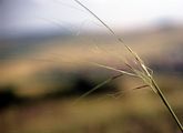 Esparto Grass - Stipa capillata L.