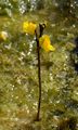 Bladderwort - Utricularia australis R. Br.