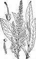 White Mullein - Verbascum lychnitis L.