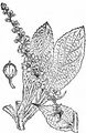 Hoary Mullein - Verbascum pulverulentum Vill.