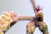 Corylus avellana (Haselnuß) - Blüten