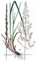 Narrow Small-Reed - Calamagrostis neglecta (Ehrh.) G. Gaertn. & al.
