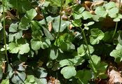 Trefoil Cress - Cardamine trifolia L.