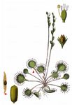 Rundblättriger Sonnentau - Drosera rotundifolia L. 