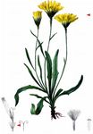 Grasnelkenblättriges Habichtskraut - Tolpis staticifolia (All.) Sch. Bip. 