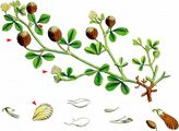 Hop Trefoil - Trifolium campestre Schreb.