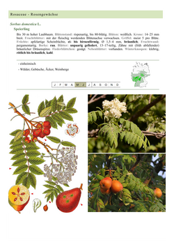 Speierling - Sorbus domestica