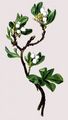 Arctic Bearberry - Arctostaphylos alpinus (L.) Spreng.