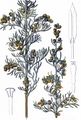Sea Wormwood - Artemisia maritima L.