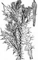 Plymouth Thistle - Carduus pycnocephalus L.