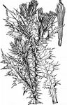 Knäuelköpfige Distel - Carduus pycnocephalus L. 