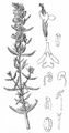 Hyssop - Hyssopus officinalis L.