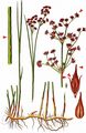 Sharp-Flowered Rush - Juncus acutiflorus Ehrh. ex Hoffm.