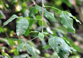 Laburnum - Laburnum anagyroides Medik.