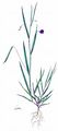 Grass Vetchling - Lathyrus nissolia L.