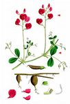 Knollen-Platterbse - Lathyrus tuberosus L. 