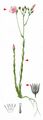 Narrow-Leaved Flax - Linum tenuifolium L.