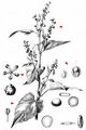 Garden Orache - Atriplex hortensis L.