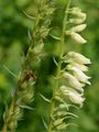 Gelber Fingerhut - Digitalis lutea L.