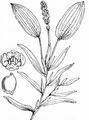 Various-Leaved Pondweed - Potamogeton gramineus L.