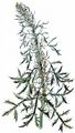 Slender Mugwort - Artemisia biennis Willd.