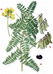 Blasen-Tragant - Astragalus penduliflorus Lam. 