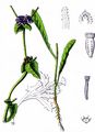Winter-Endivie - Cichorium endivia L.