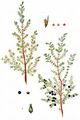 Common Juniper - Juniperus communis L.